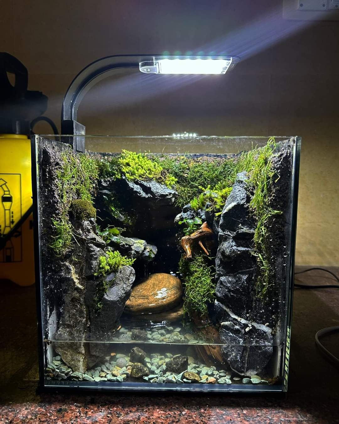 Rain Forest Paludarium