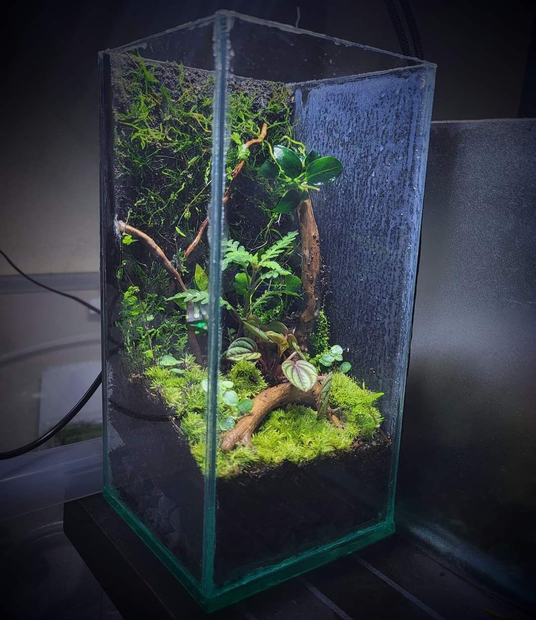 Rectangle Moss Wall