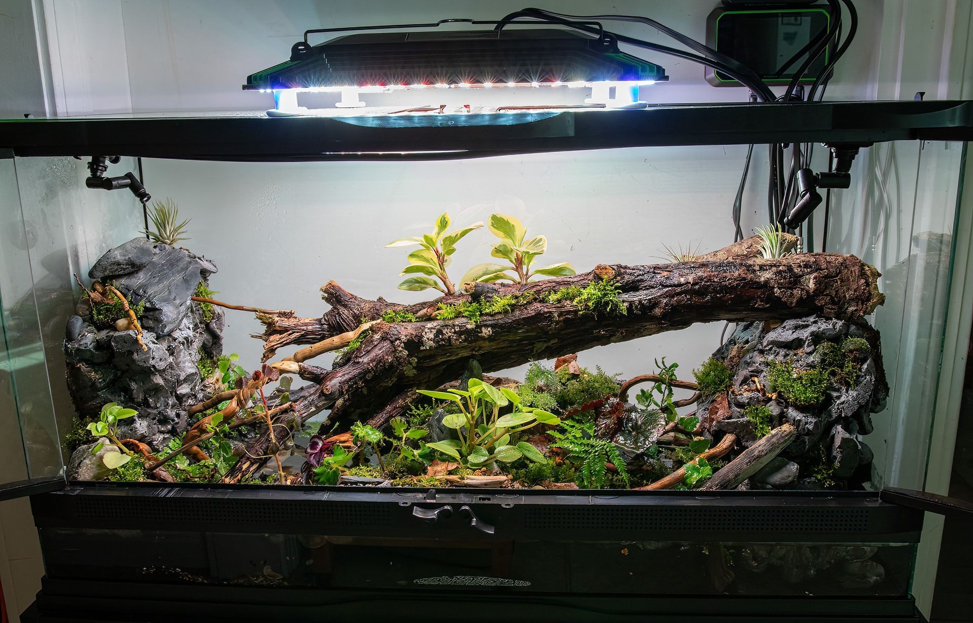 Paludarium