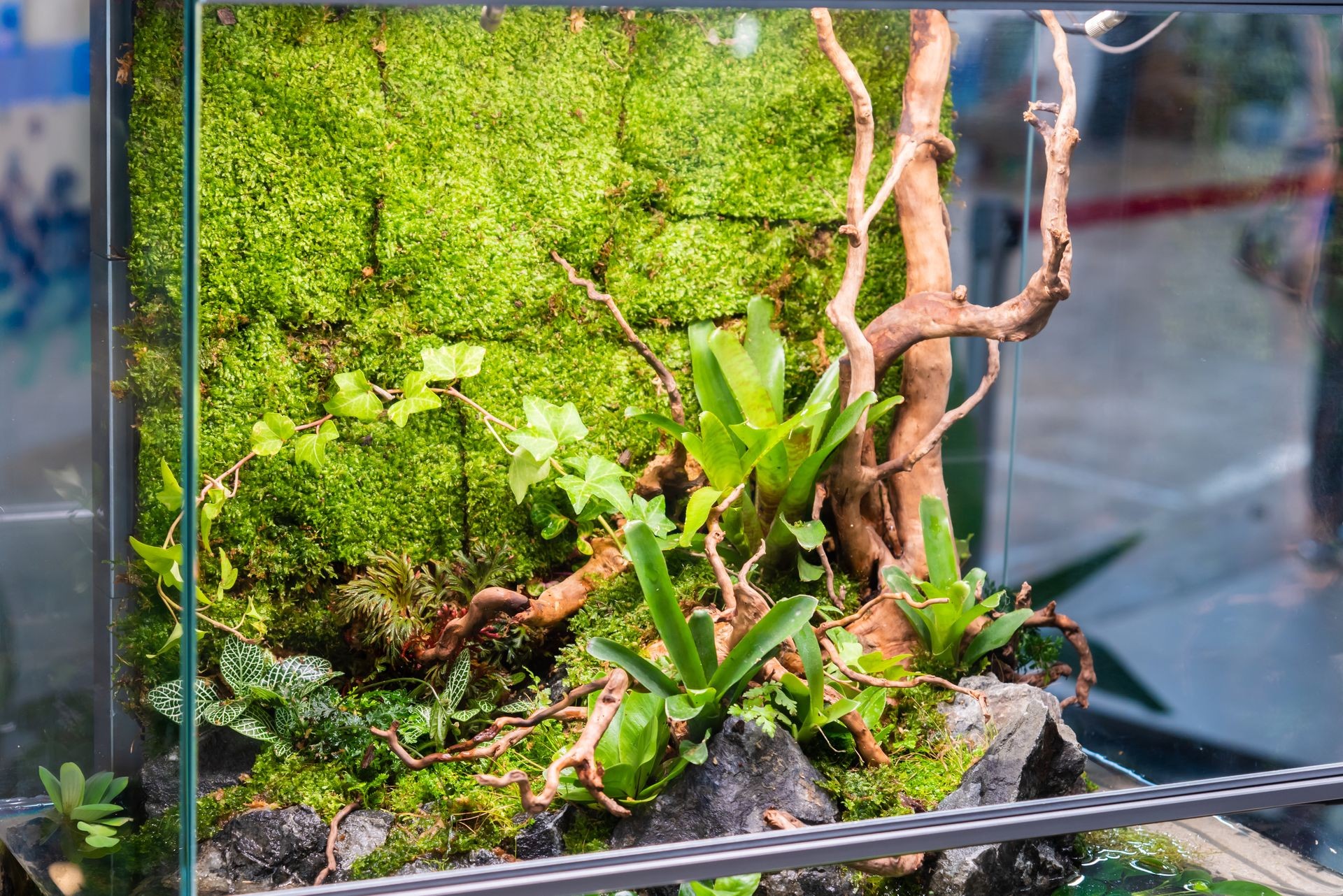 Paludarium Design